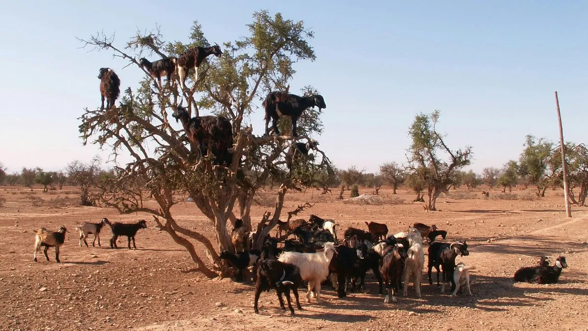 10 Most Beautiful Places to Visit Around Agadir by Car